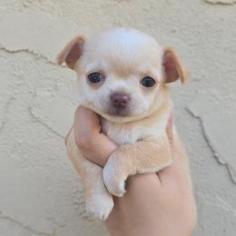 Fawny - Fawn and white female Chihuahua puppy in Vineland, New Jersey from Royal Companion's