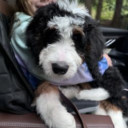 Bernedoodle Puppies from Bern'N Love Doodles