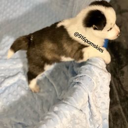Pomsky Puppies from 916 Pomskies
