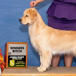 Josie - Golden Retriever