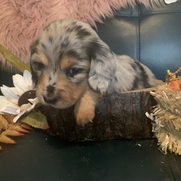 Dachshund Puppies from Grimm Tailed Doxies