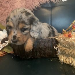Dachshund Puppies from Grimm Tailed Doxies