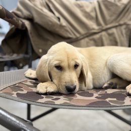 Orange - Yellow male Labrador Retriever puppy in Derby, Kansas from Wheatland Retrievers