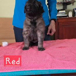 Red Collar - Reddish brown female Leonberger puppy in Perry County, Pennsylvania from Corazon de Leon Leonbergers