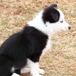 Border Collies from Canine Corner