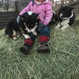 Pembroke Welsh Corgis from Running Hills Pembroke Corgi
