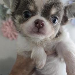 Chihuahua puppies from D's Darling AKC Long Hair Chihuahuas
