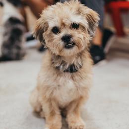 Goldendoodle and Shihpoo Puppies from Stormie's Doodles