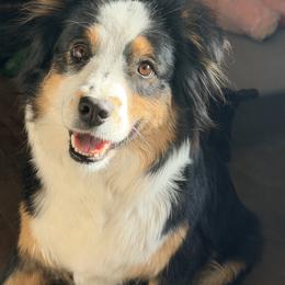 Meadowlark - Australian Shepherd