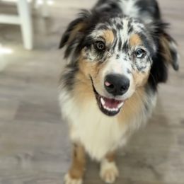 Harley - Australian Shepherd