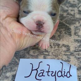 Katydid - Lilac female Boston Terrier puppy in Griffin, Georgia from Celtic Performance Bostons