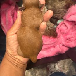 Boy 3 - Red and tan male Shih Tzu puppy in Hudson, Florida from My Boujee Shih Tzu Life