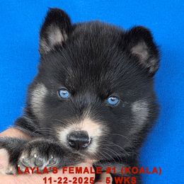 LAYLA'S FEMALE 1 - Black and white female Siberian Husky puppy in Manilla, Iowa from Bruck's Siberian Huskies