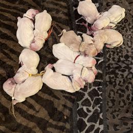 5th Pick Female - Light golden female Golden Retriever puppy in Waddell, Arizona from Sunshine Mountain Retrievers