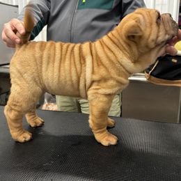 Boy 2 - Red fawn male Chinese Shar-Pei puppy in Corydon, Indiana from Royalvue Kennels