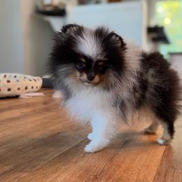 Cowboy - Blue merle male Pomeranian puppy in Enumclaw, Washington from SantaAnna Pomeranians