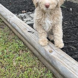 Golden Aussiedoodle and Goldendoodle Puppies from Law Doodles of SC