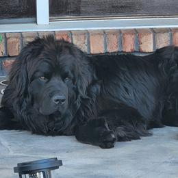 Newfoundlands from Mufasa's Pride (Newfoundland breeder)