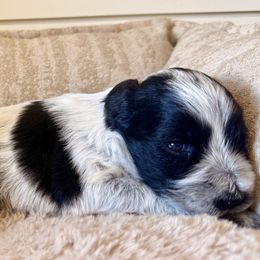 Monica - Parti female Miniature Schnauzer puppy in Grantsville, Utah from Stellar Schnauzers