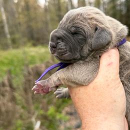 Pizzelle - Fawn female Great Dane puppy in Beulah, Michigan from Northwood Euro Danes and Bassets
