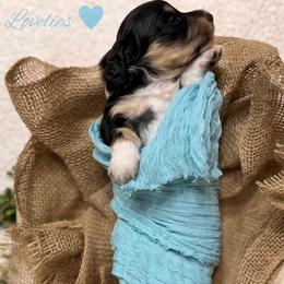 Boy 1 - Black and cream male Dachshund puppy in Orange, Texas from Little Lovelies Dachshunds