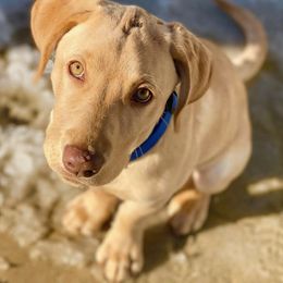Labrador Retrievers from Jones Creek Labs