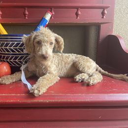 Moose - Caramel male Labradoodle puppy in Murray, Utah from Swann's Kennels