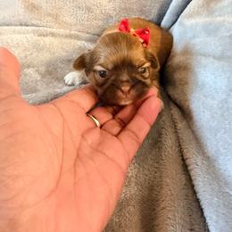 Coco - Red and tan female Shih Tzu puppy in Ocala, Florida from Yorkie  And Shih Tzu Love