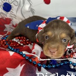 Dachshunds and Great Danes from Southern Barron Danes & Dachshunds