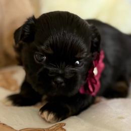 Milo - Black and tan male Shih Tzu puppy in Glens Falls, New York from Shih Tzus N Giggles