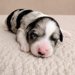 Puppy 3 - Blue merle female Aussiedoodle puppy in Yucaipa, California from Amazing Aussiedoodle and Double Doodles