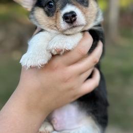 Maverick - Black and tan male Pembroke Welsh Corgi puppy in Rolla, Missouri from 4A Corgis