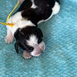 Yellow - Tri-Roan female English Springer Spaniel puppy in Grandview, Texas from Lollipop Paws
