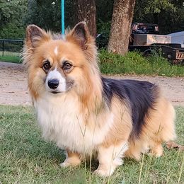 Pappy - Pembroke Welsh Corgi
