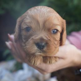 Poncho - Ruby male Cavalier King Charles Spaniel puppy in Lula, Georgia from Cavaliers by Crumley