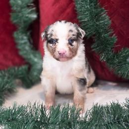 Billie Rae - Blue merle female Miniature Australian Shepherd puppy in Killen, Alabama from Wilkers Wholehearted Mini Aussies