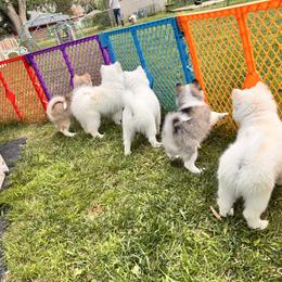 Pomsky Puppies from Blue Heaven Pomsky