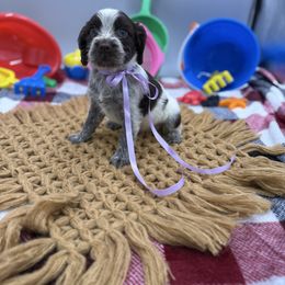 Annie - Liver white and roan female English Springer Spaniel puppy in Lake Tomahawk, Ohio from StoneyBrook Setters