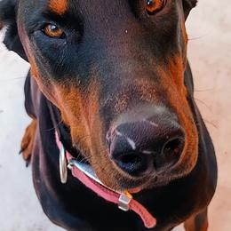 Doberman Pinschers from Mischief Maker Dobermans