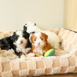 Aussiedoodle and Bernedoodle Puppies from Spring Mountain Doodles