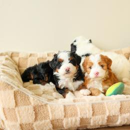 Aussiedoodle and Bernedoodle Puppies from Spring Mountain Doodles