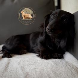 Iris - Dachshund