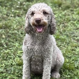 Phoebe - Goldendoodle