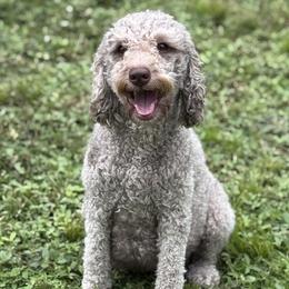 Phoebe - Goldendoodle