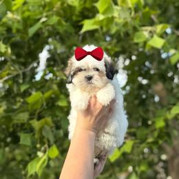 Girl 1 - Sable and white female Shih Tzu puppy in Seguin, Texas from Dolled Up Shih Tzus