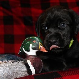 Girl 3 - Black Labrador Retriever puppy in Liberty Hill, Texas from Mariani Labrador Retrievers