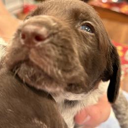 German Shorthaired Pointer Puppies from Cuilean farm and kennel