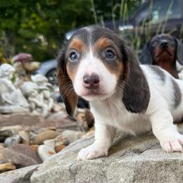 Hendrix - Blue and tan male Dachshund puppy in Somerset, Pennsylvania from Rae’s Dapper Dachshunds