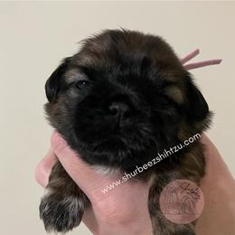 Shih Tzu Puppies from Shurbeez Shih Tzu