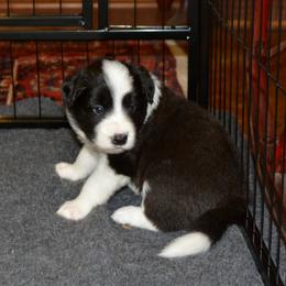 Laurel - Black and white female Border Collie puppy in Olney, Illinois from Heronwood Border Collies